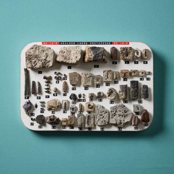 Set of English Lower Cretaceous Fossil Specimens Collected In Sussex