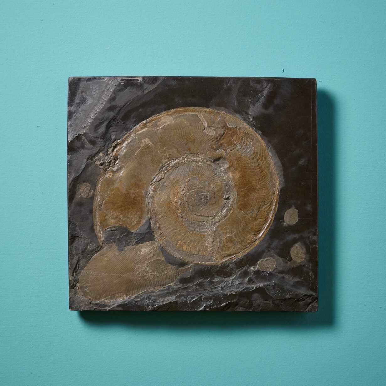 Large Prehistoric Jurassic Ammonite Fossil Specimen in a Matrix