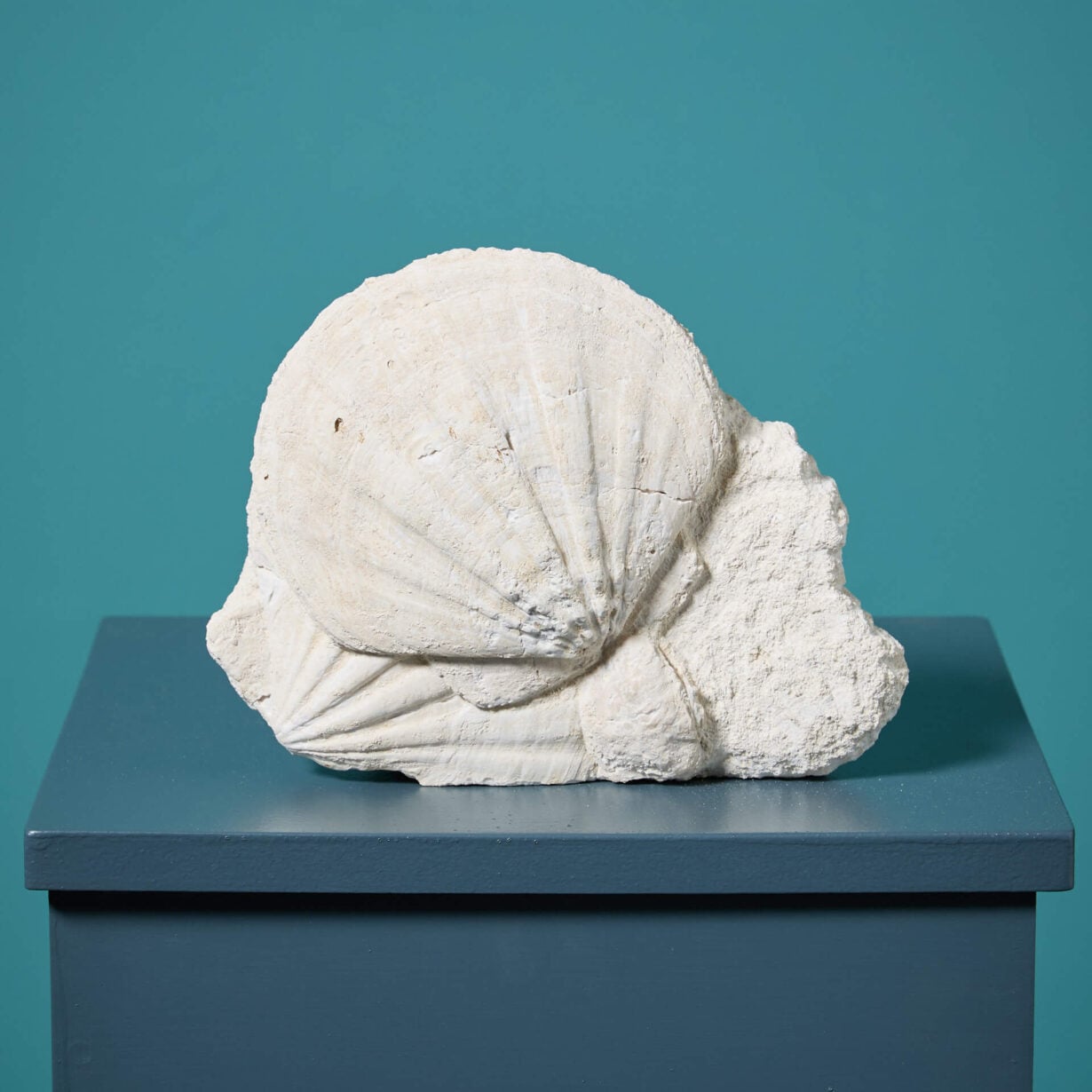 Fossil Of Saint-Jacques Pecten Scallop Shells